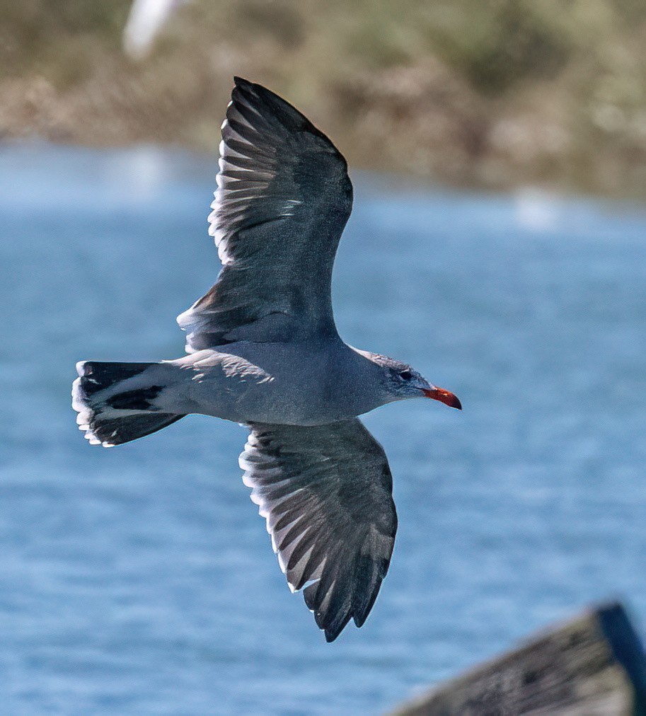 Heermann's Gull - ML609542602