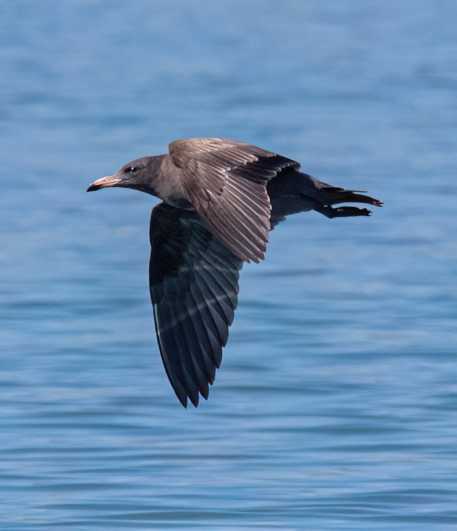 Heermann's Gull - ML609542603