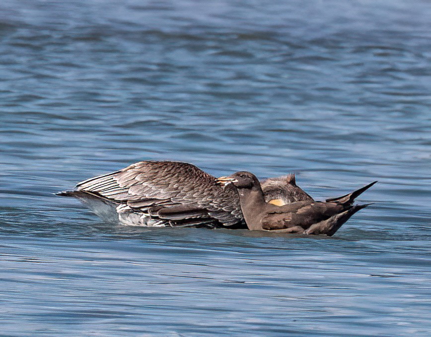 Heermann's Gull - ML609542604