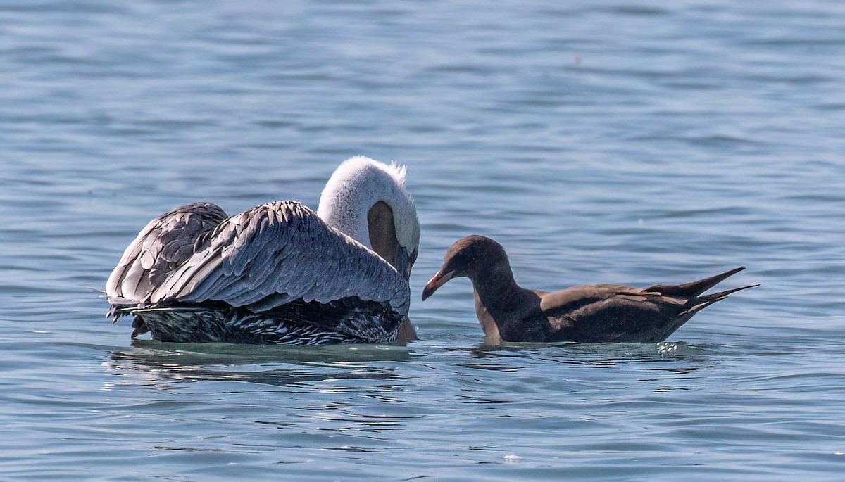 Heermann's Gull - ML609542605