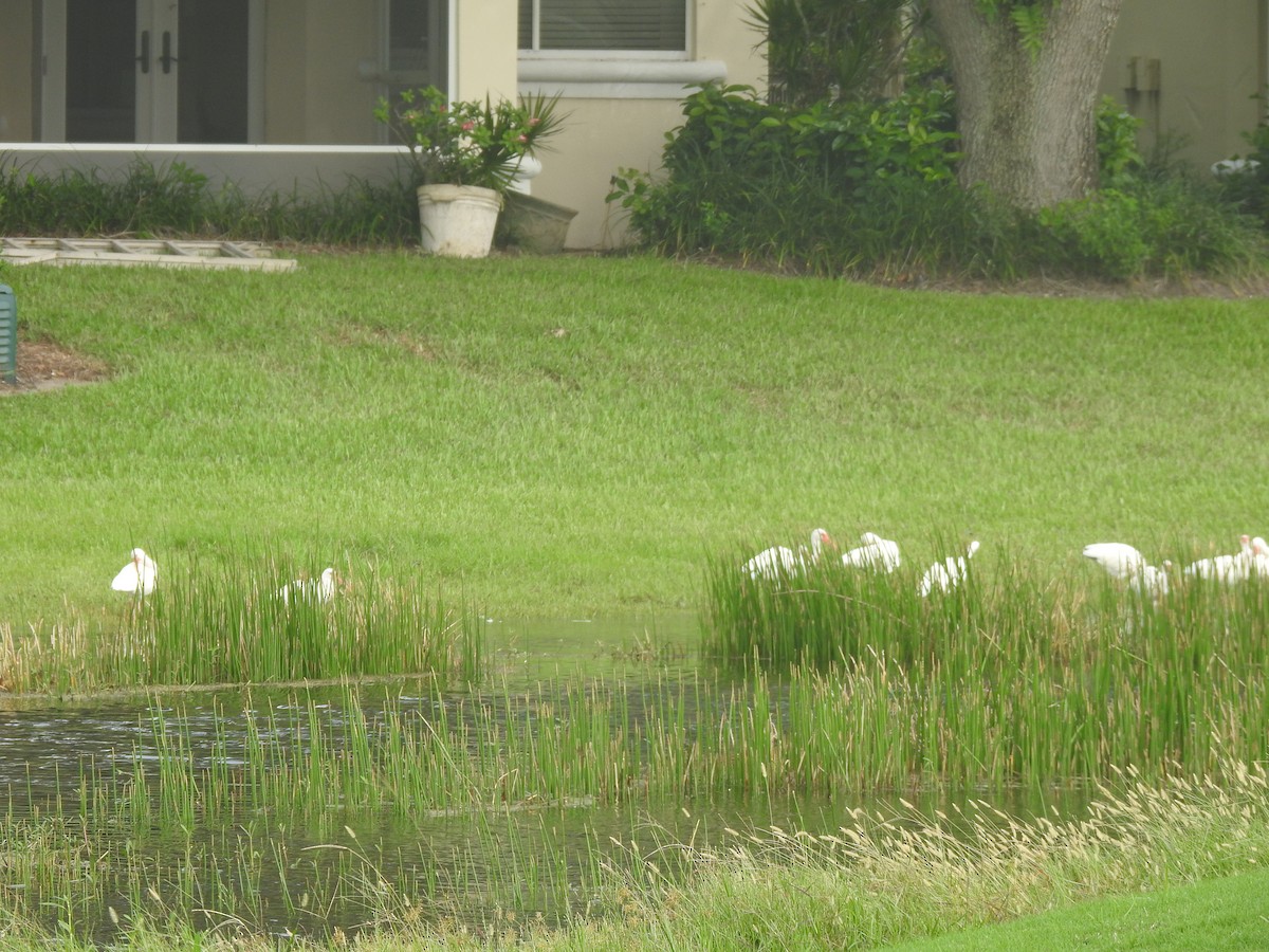 White Ibis - ML609542608