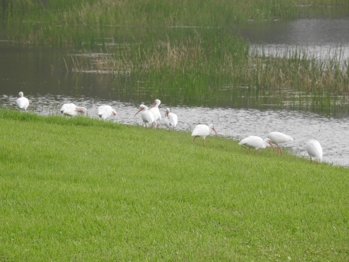 White Ibis - ML609542609