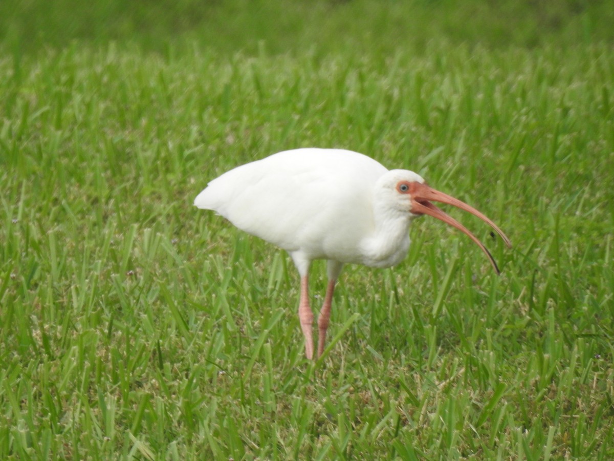 White Ibis - ML609542610