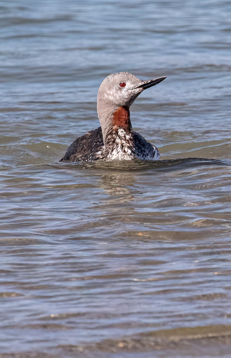 Red-throated Loon - ML609542634