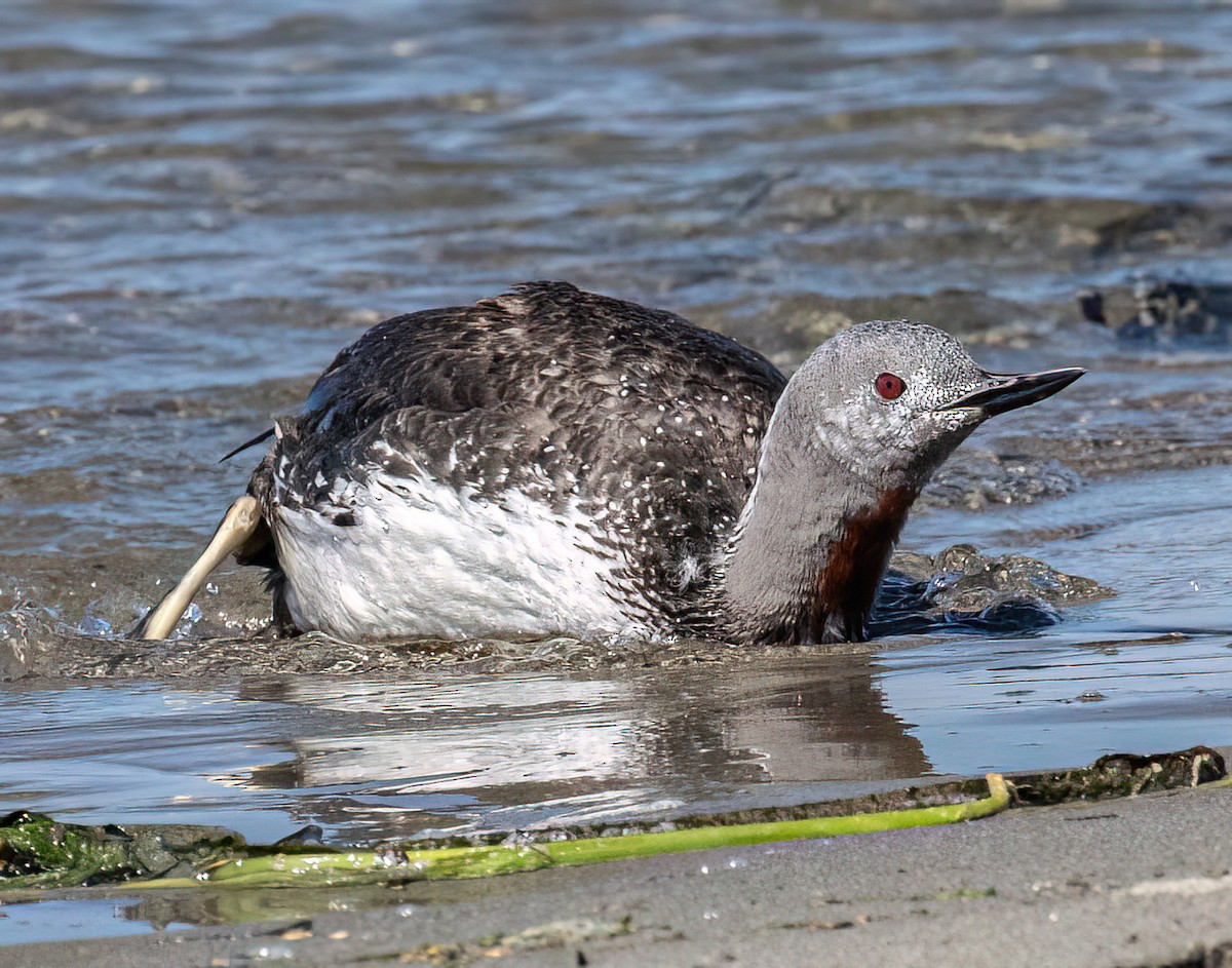 Red-throated Loon - Jeff Todoroff