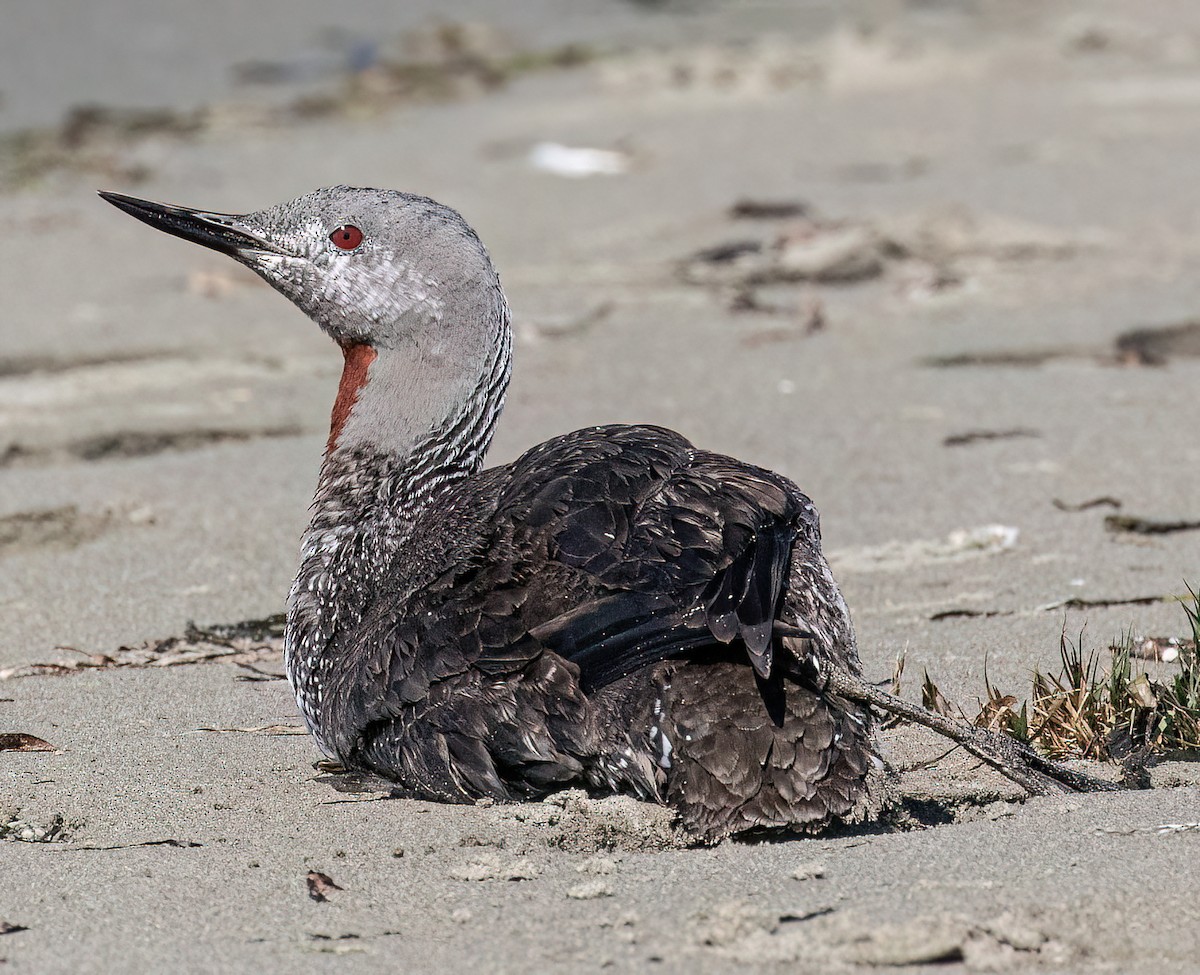 Red-throated Loon - ML609542636