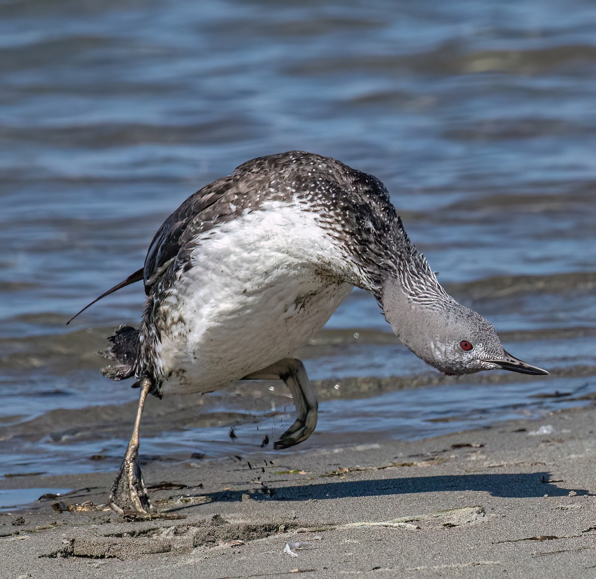Red-throated Loon - ML609542637
