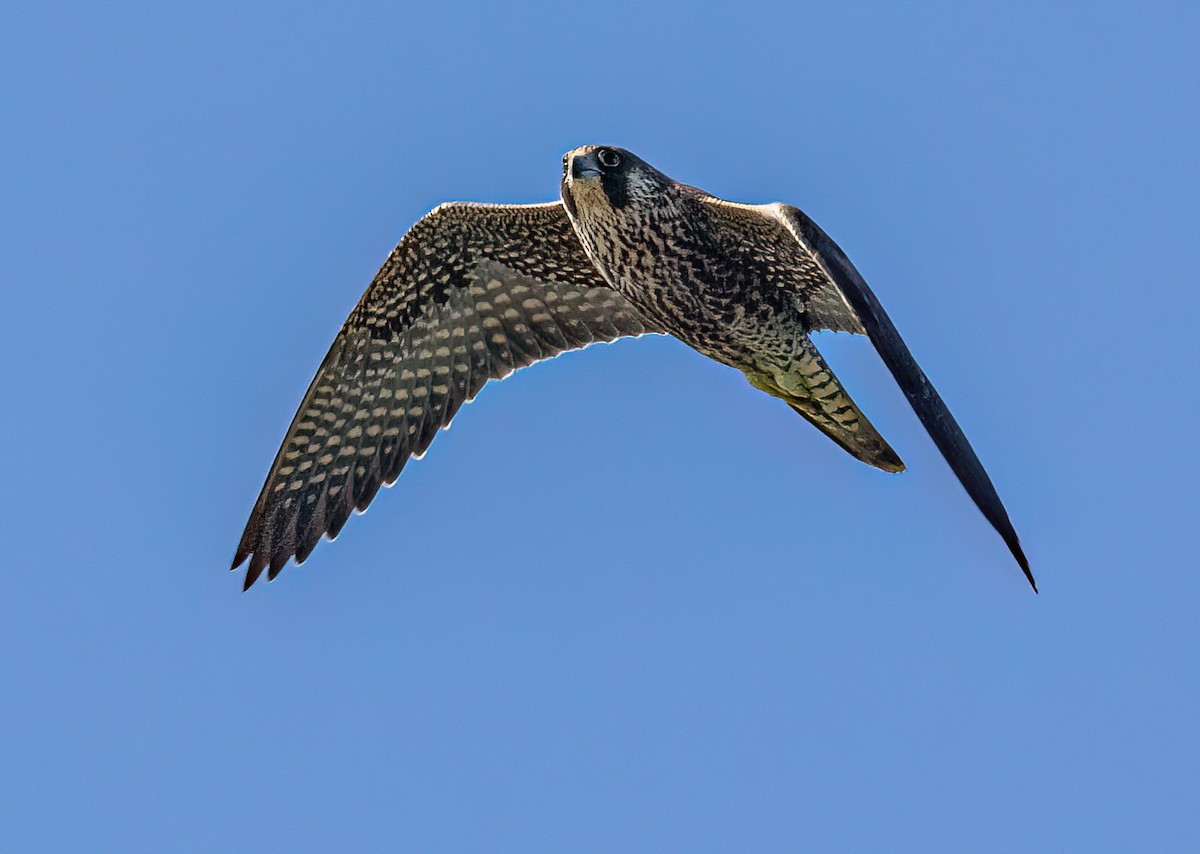 Peregrine Falcon - ML609542670