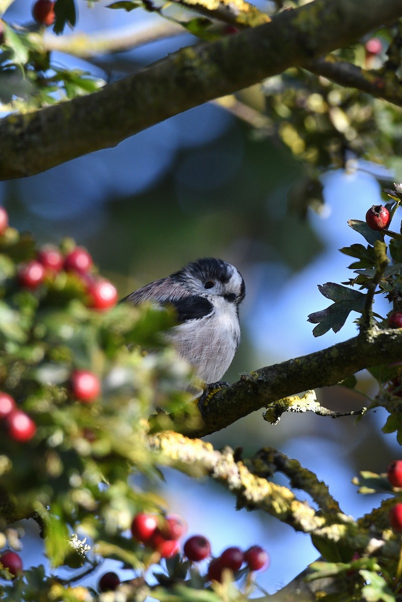 Long-tailed Tit - ML609542810