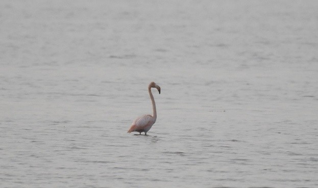 American Flamingo - ML609542852