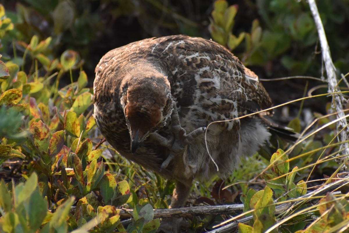 Sooty Grouse - David Lichter