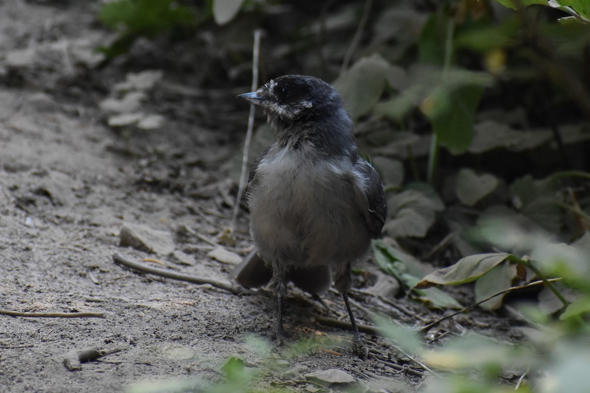 Canada Jay - ML609542921