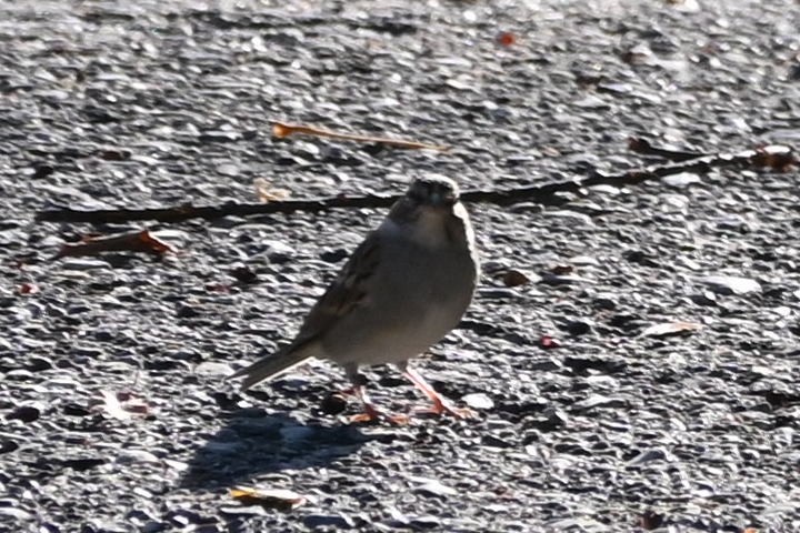 White-crowned Sparrow - ML609542996