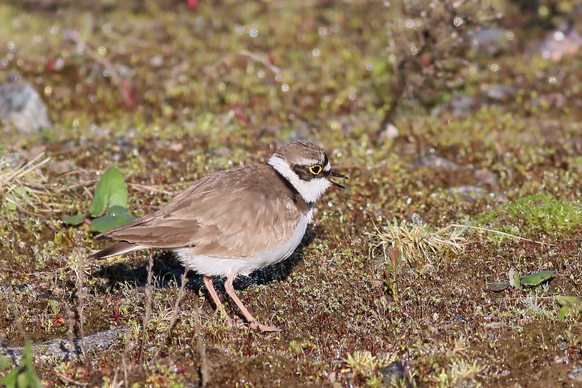 Little Ringed Plover - Jan Andersson