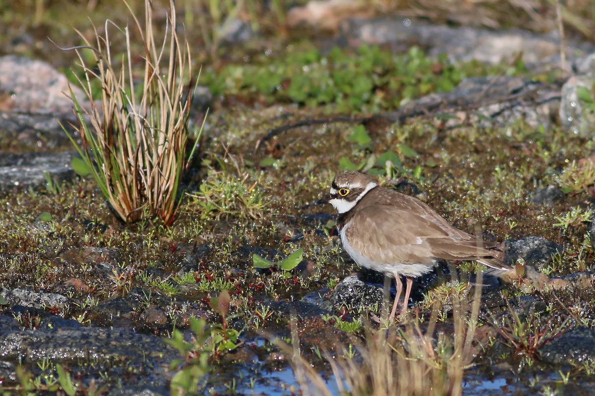 Little Ringed Plover - Jan Andersson