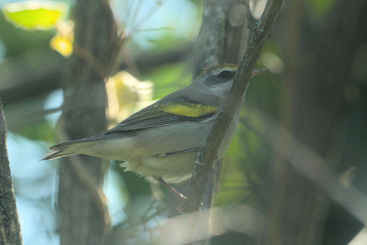 Golden-winged Warbler - ML609543207