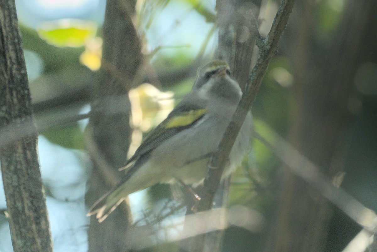 Golden-winged Warbler - ML609543208