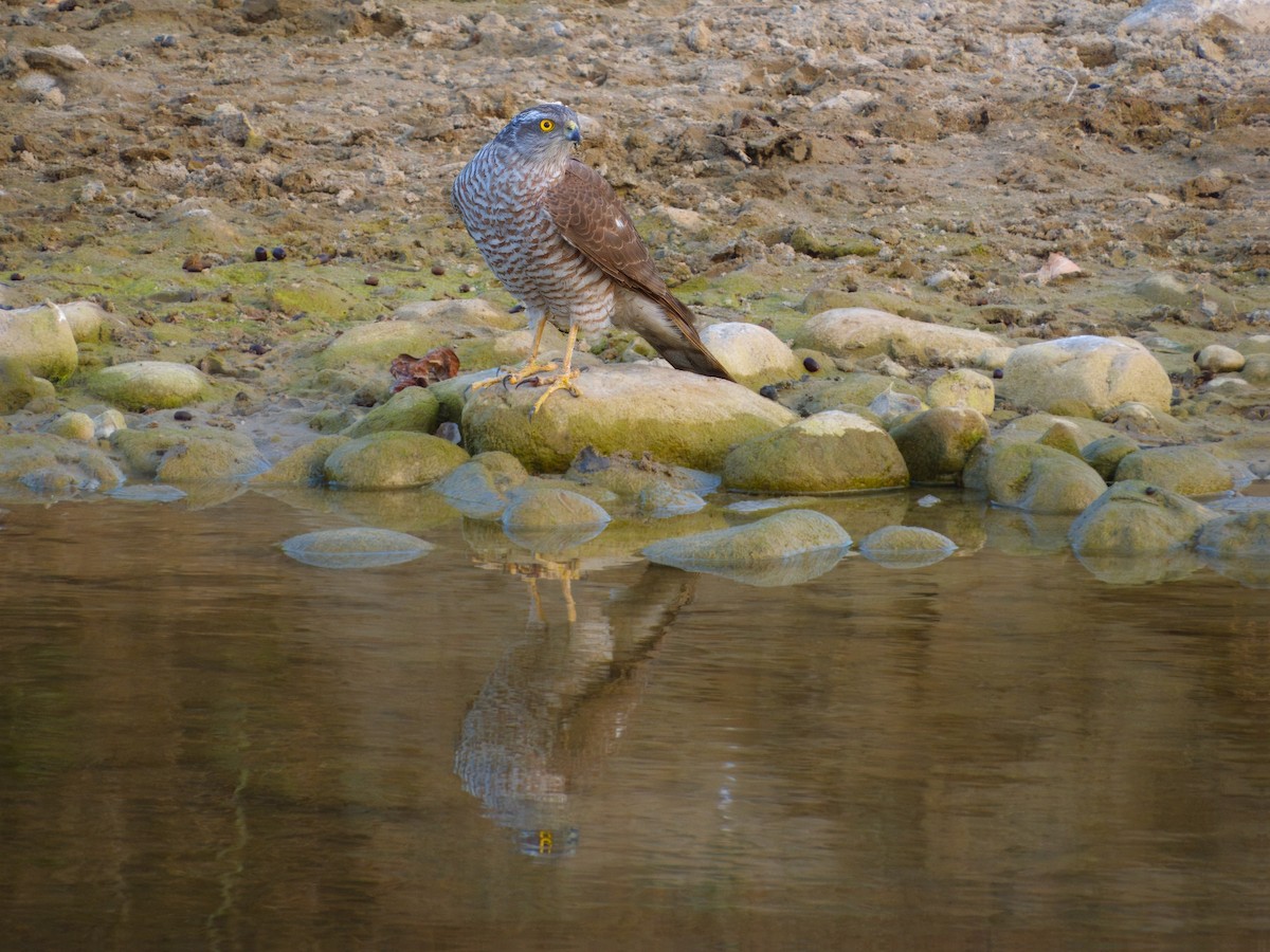 Eurasian Sparrowhawk - SANTOSH SINGH