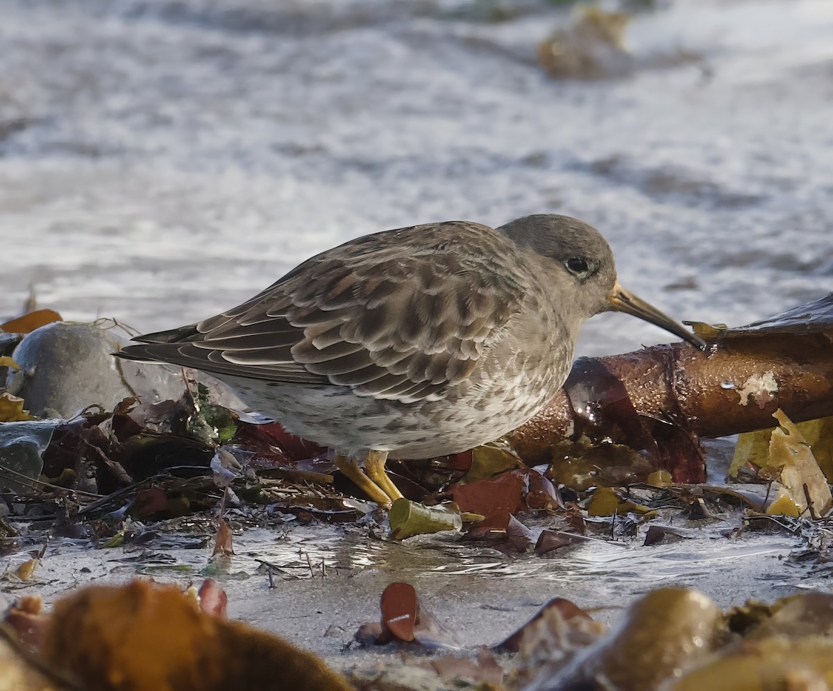 Purple Sandpiper - ML609543499