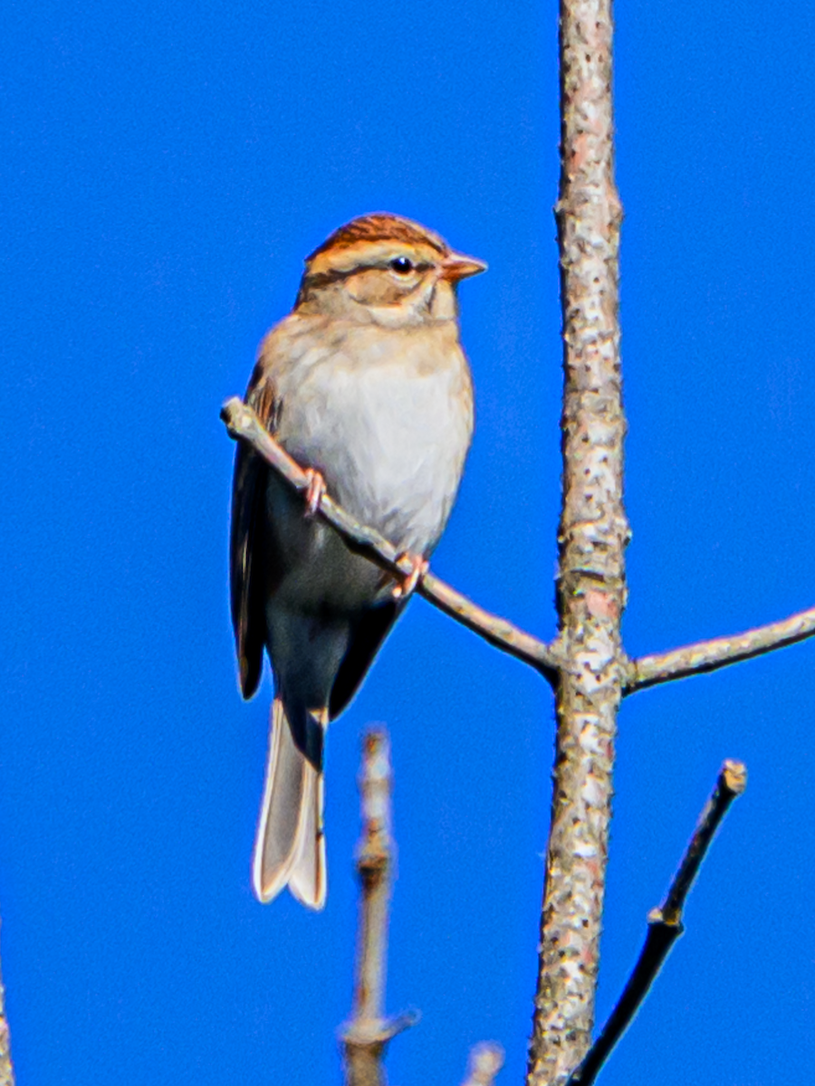 Chipping Sparrow - ML609543661