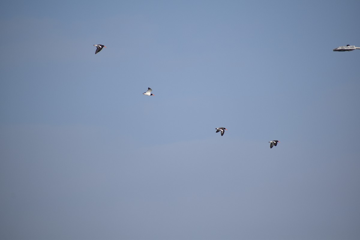 American Oystercatcher - ML609543687