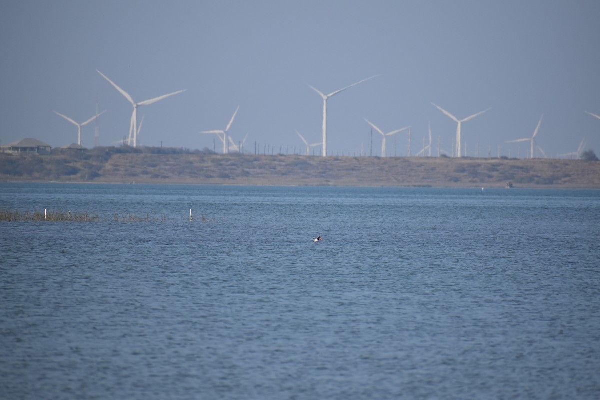 American Oystercatcher - ML609543699