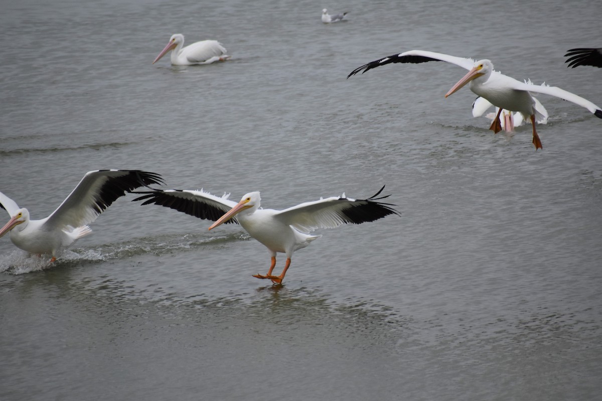 American White Pelican - ML609543734