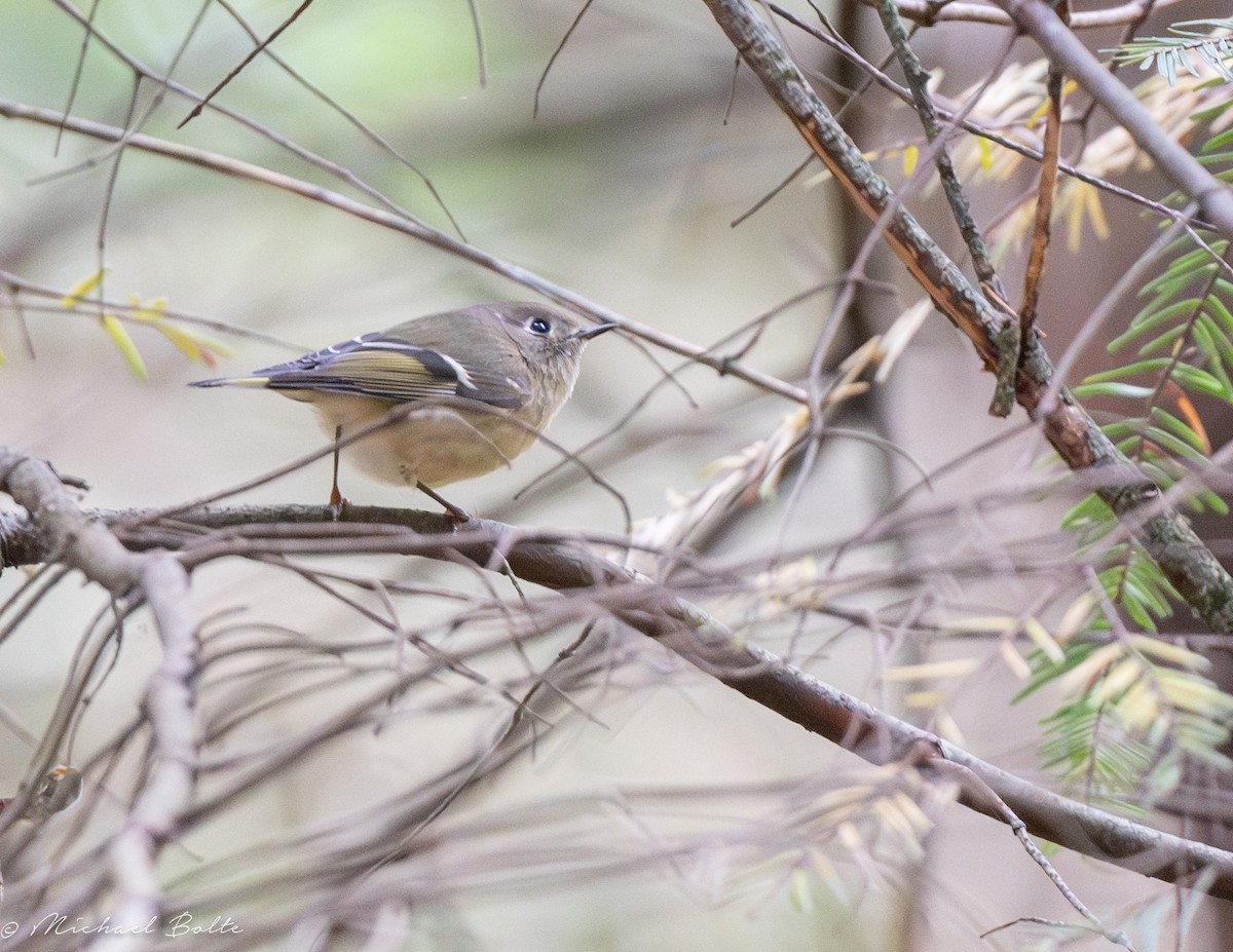 Ruby-crowned Kinglet - ML609543743