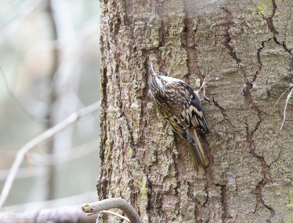 Brown Creeper - ML609543750