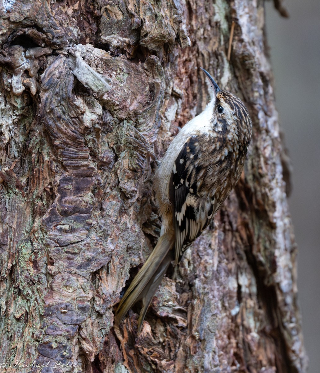 Brown Creeper - ML609543751