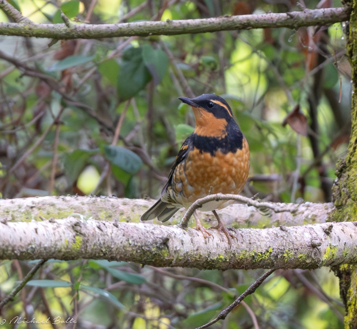Varied Thrush - ML609543754