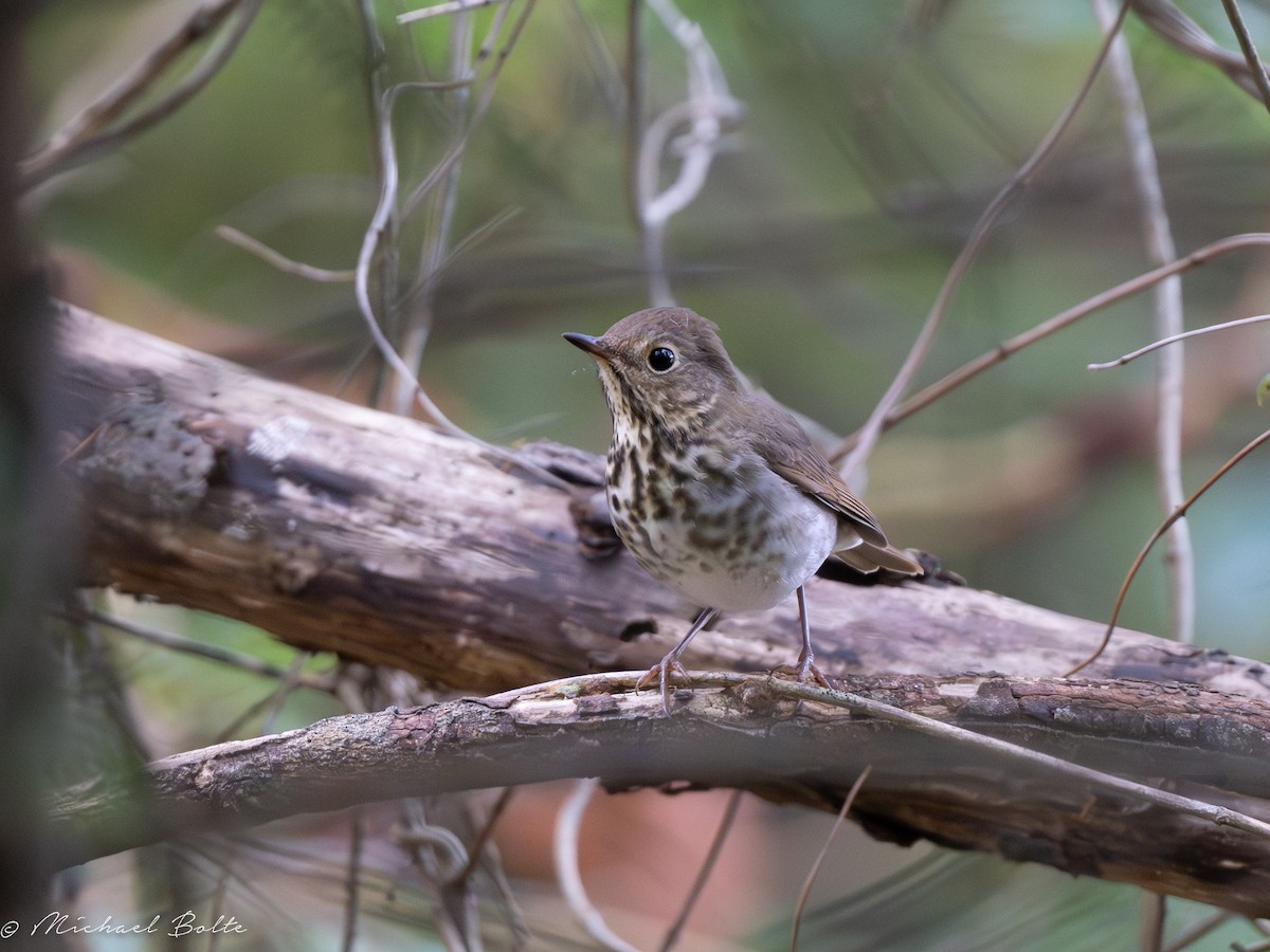 Hermit Thrush - ML609543761