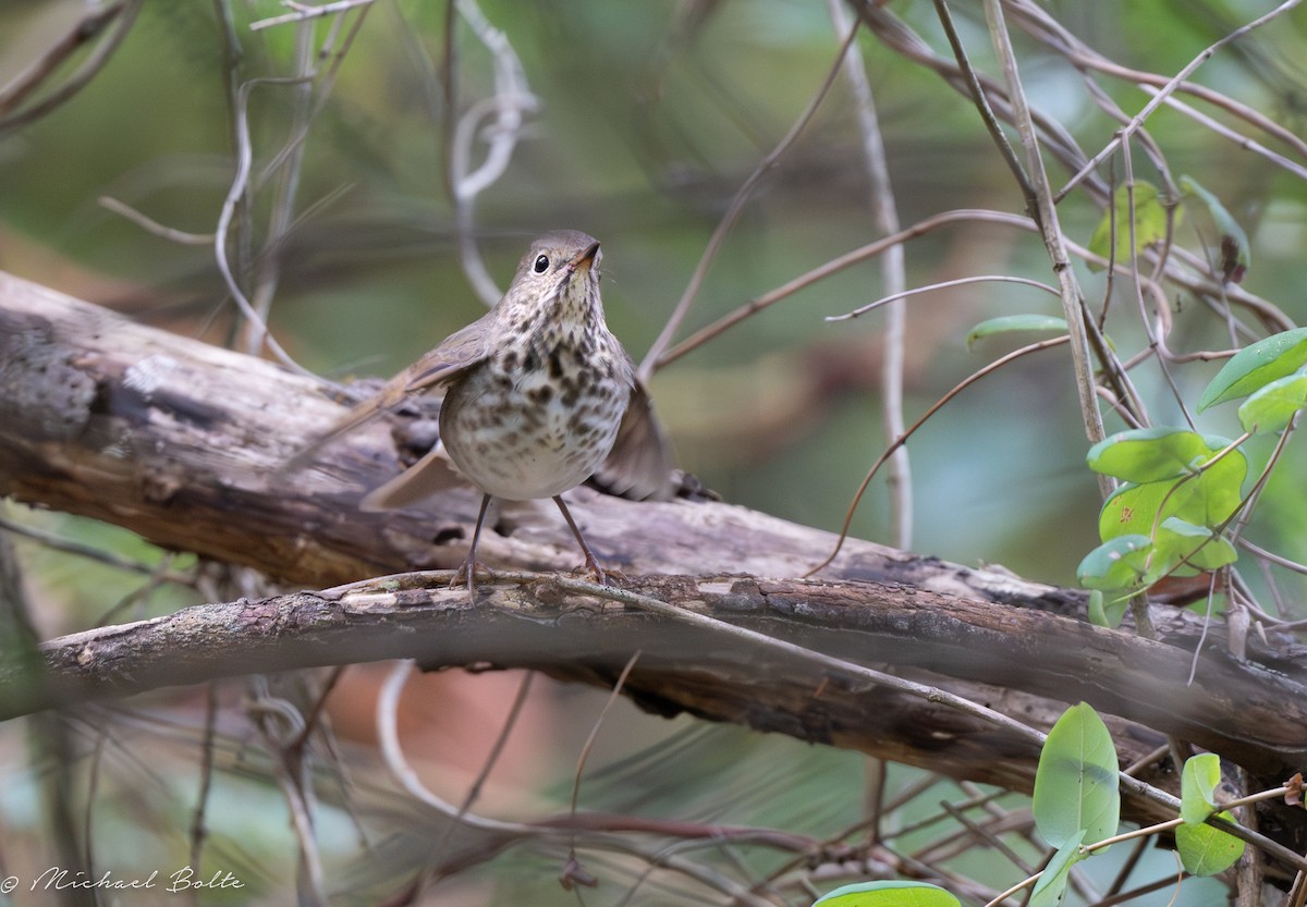 Hermit Thrush - ML609543762