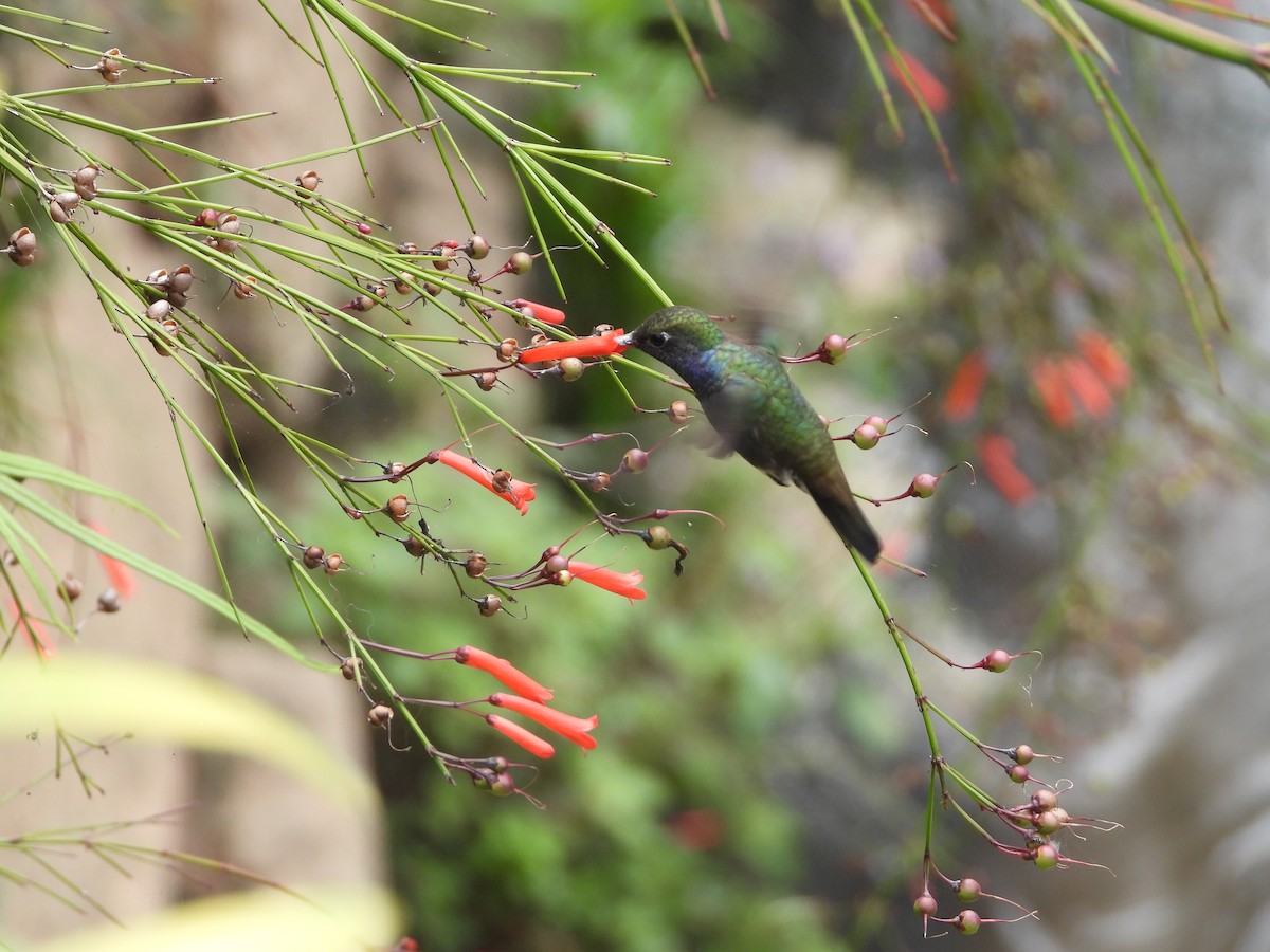 kolibřík safírový - ML609543781
