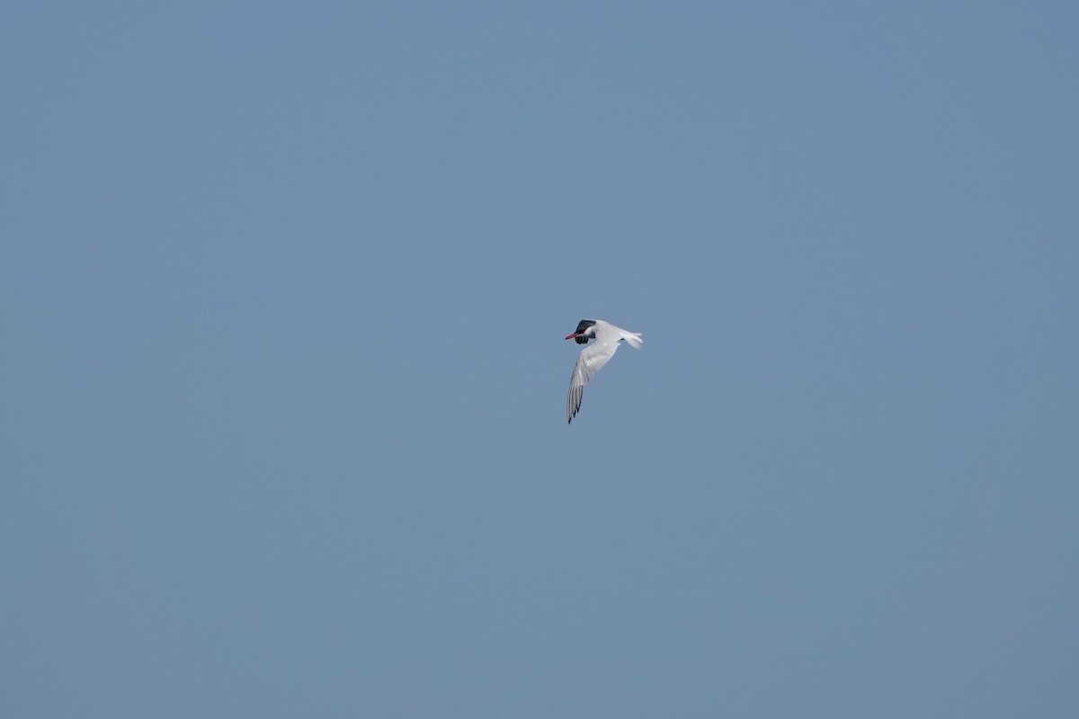 Caspian Tern - haydn patterson