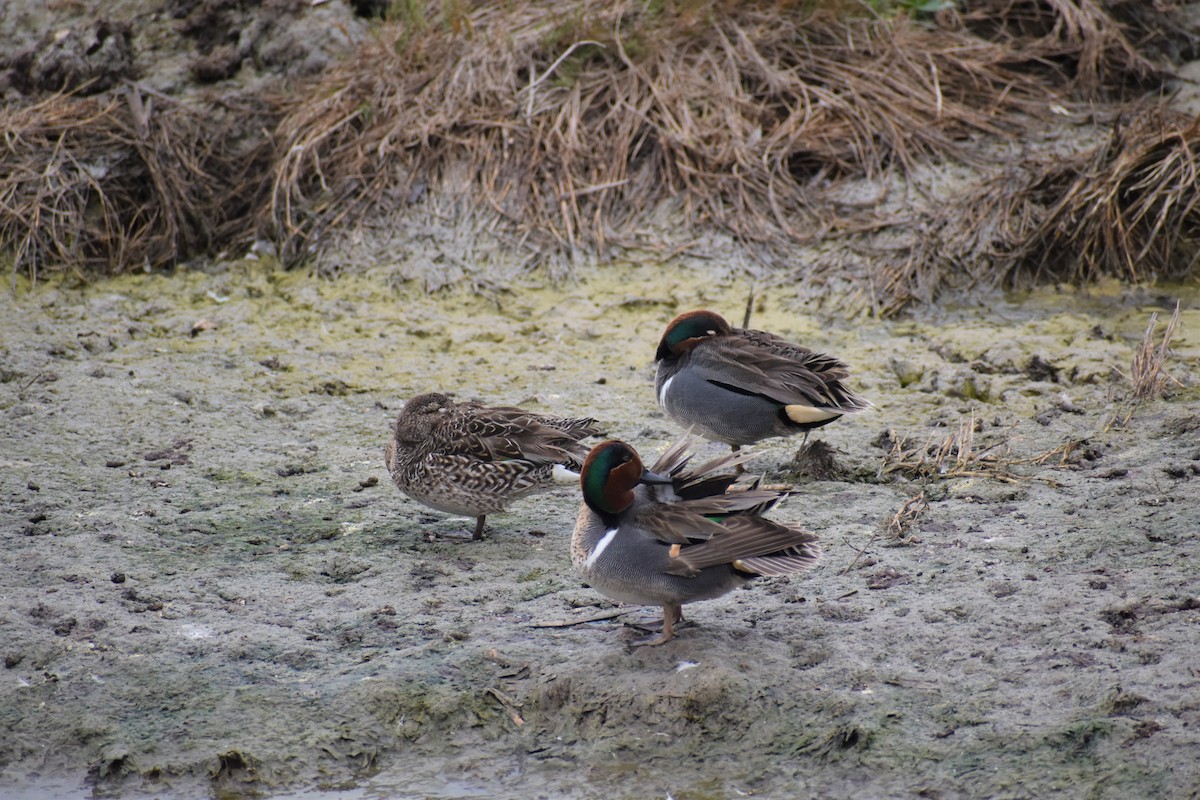Green-winged Teal - ML609543811