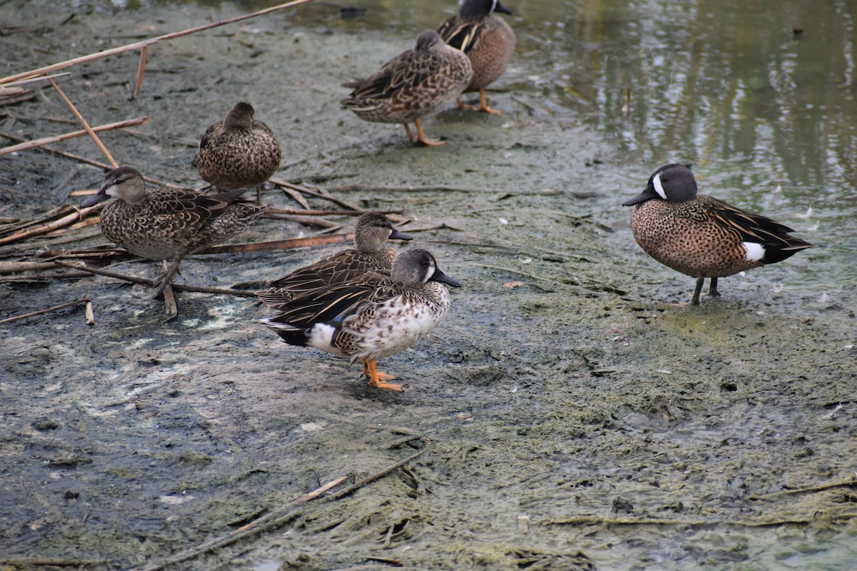 Green-winged Teal - ML609543812