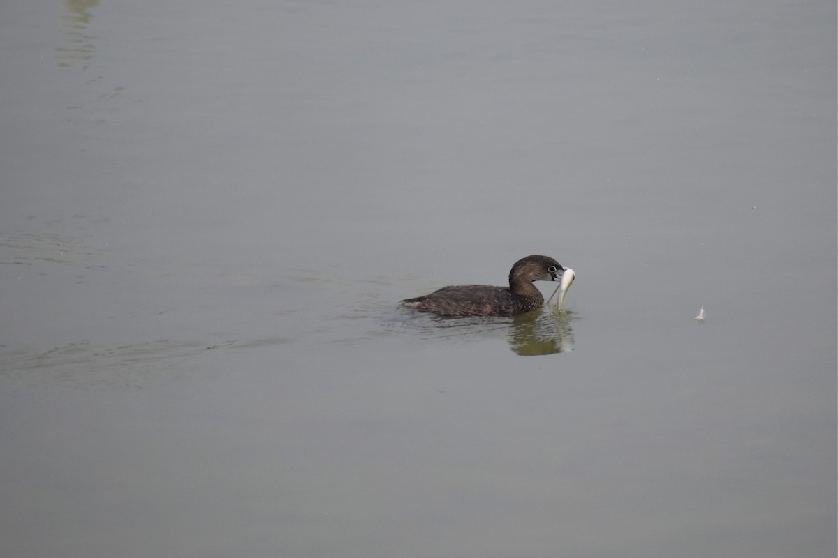 Pied-billed Grebe - ML609543825