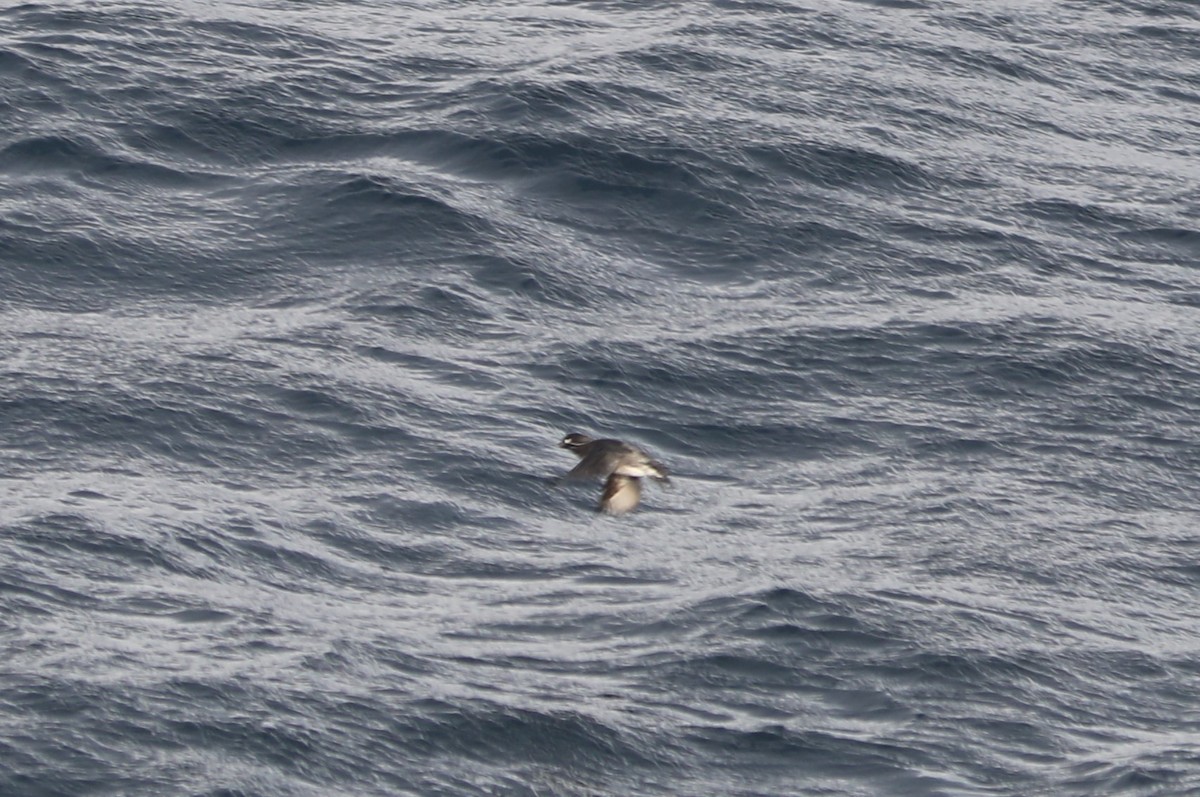 Whiskered Auklet - Rohan van Twest