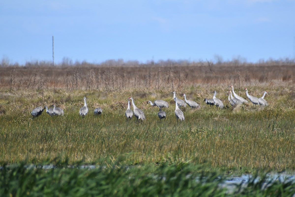 Sandhill Crane - ML609543849