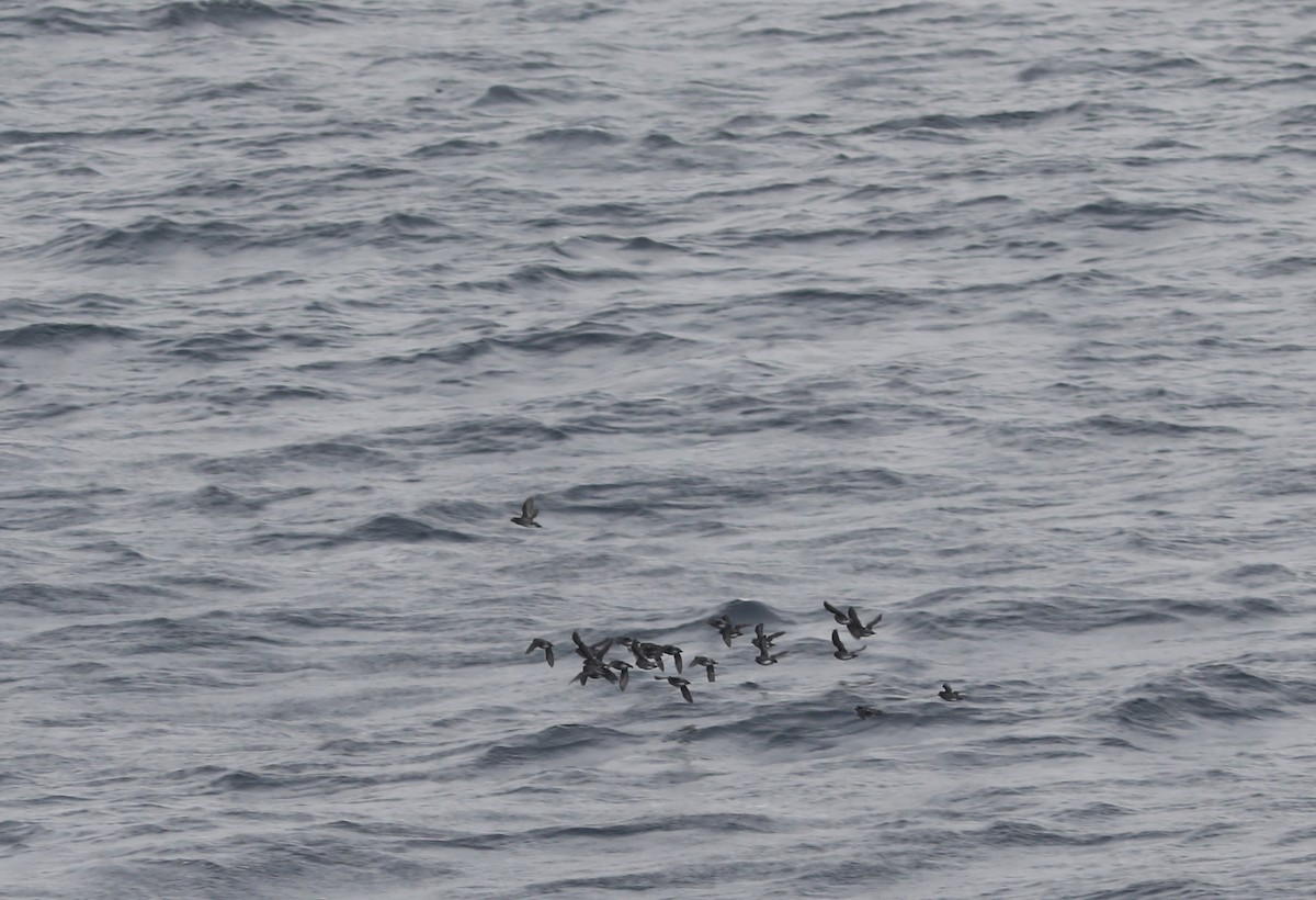 Whiskered Auklet - Rohan van Twest