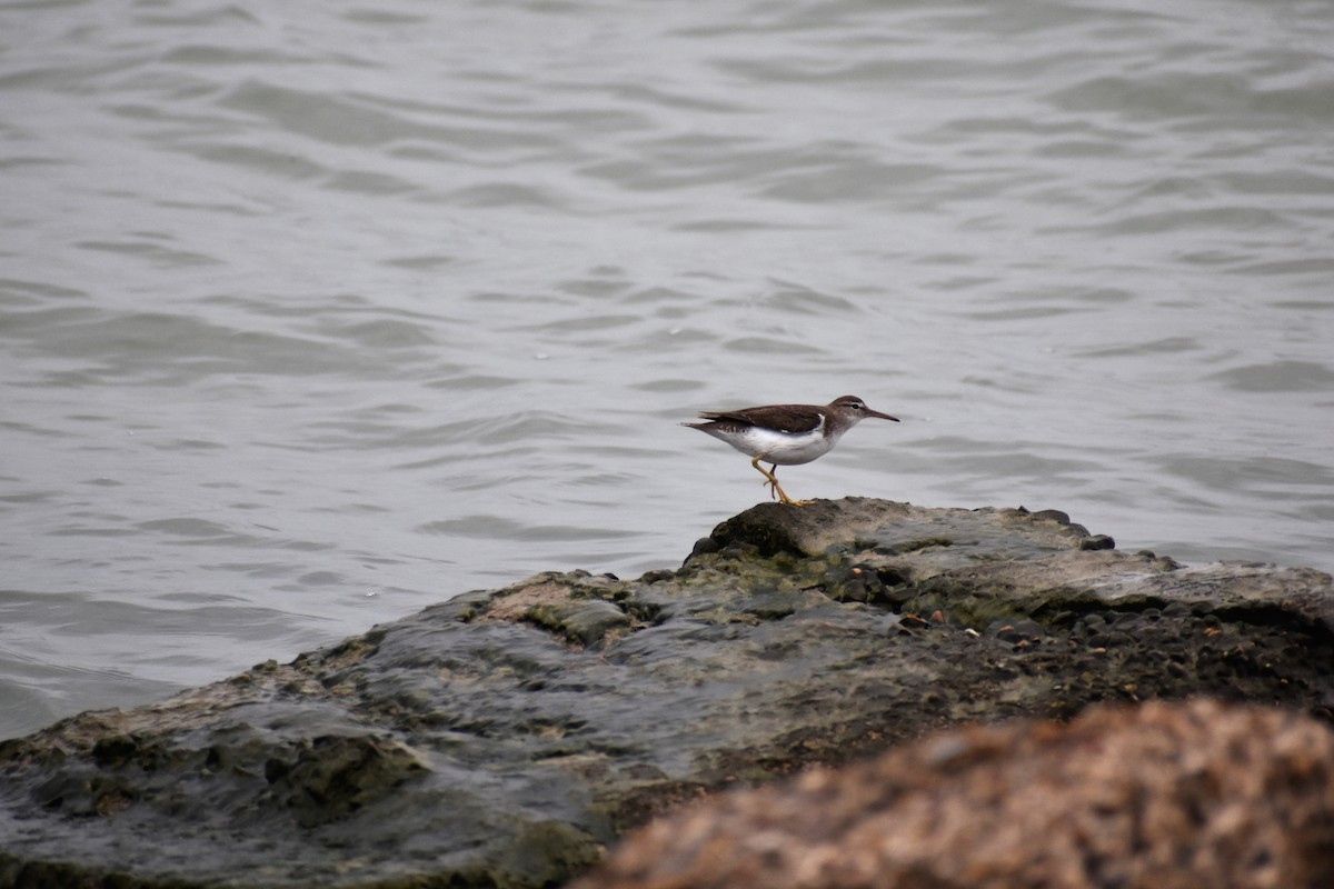 Spotted Sandpiper - ML609543869