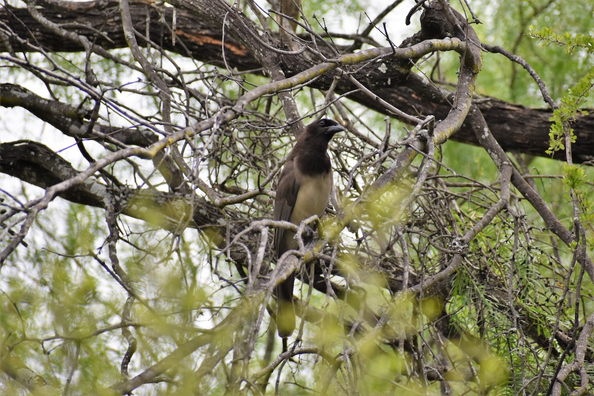 Brown Jay - ML609543891