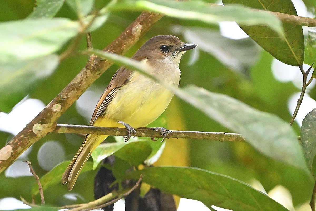 Sulphur-bellied Whistler - ML609543904