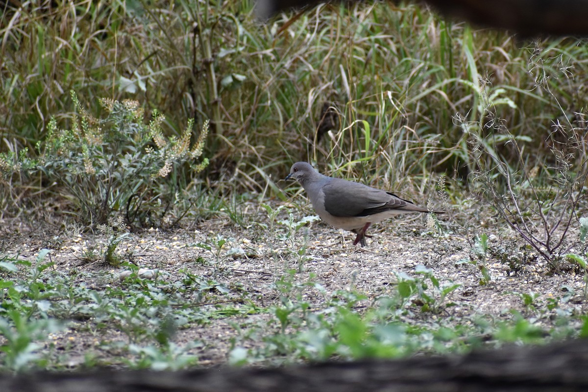 White-tipped Dove - ML609543908