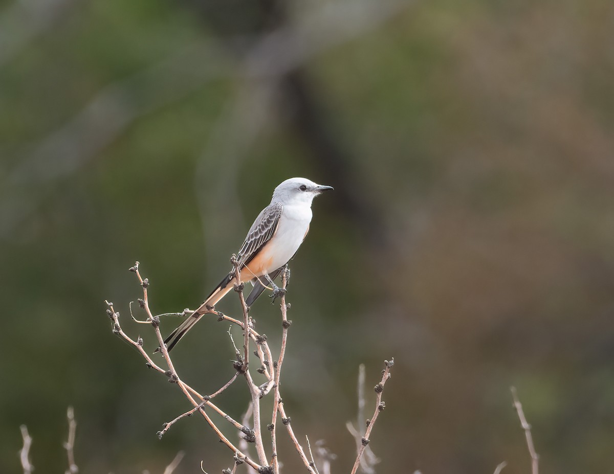 Scissor-tailed Flycatcher - ML609543944