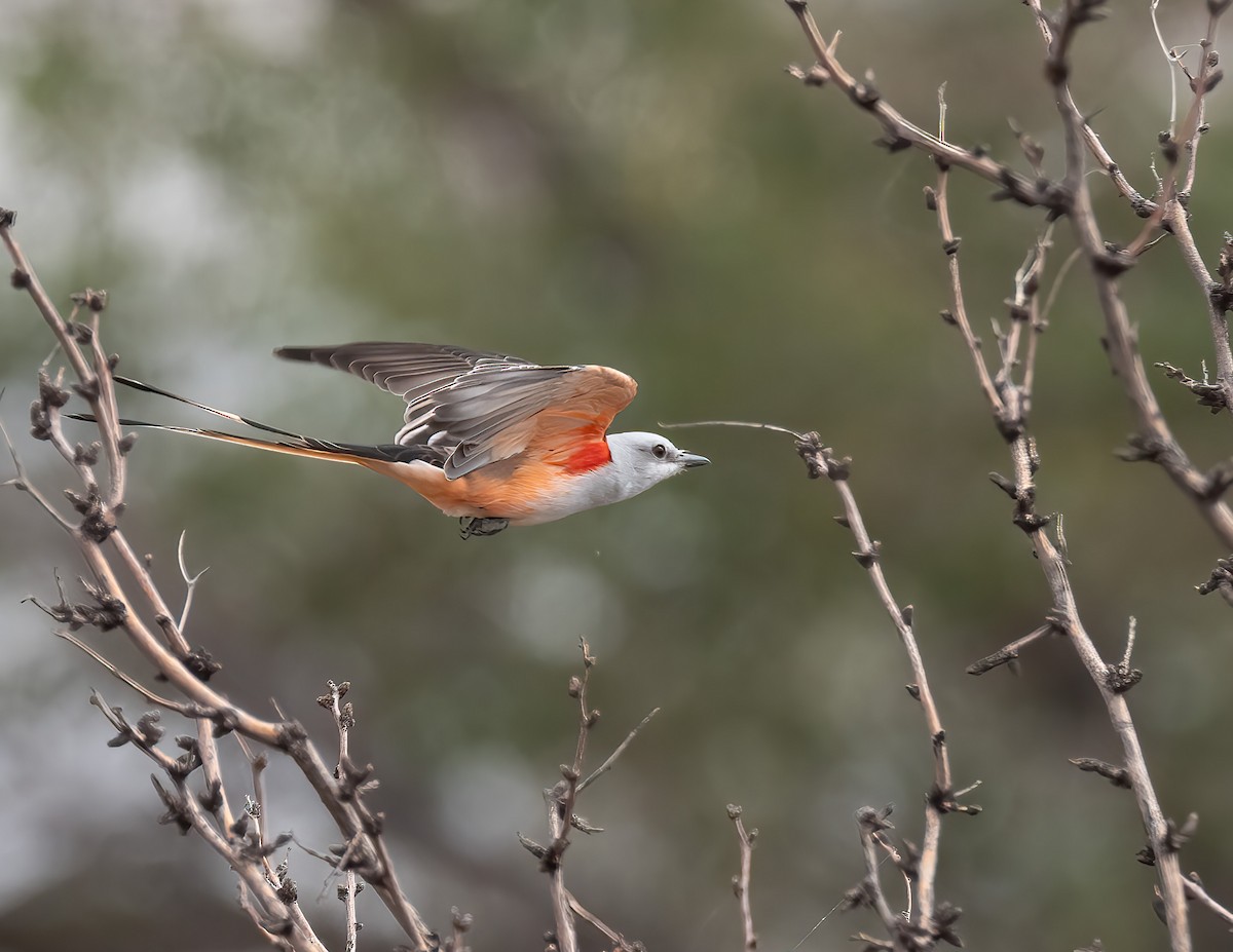 Scissor-tailed Flycatcher - ML609543945