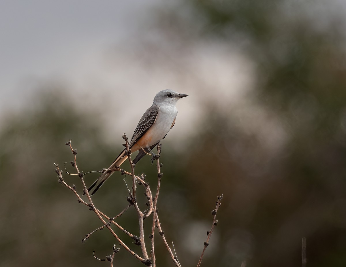 Scissor-tailed Flycatcher - ML609543946