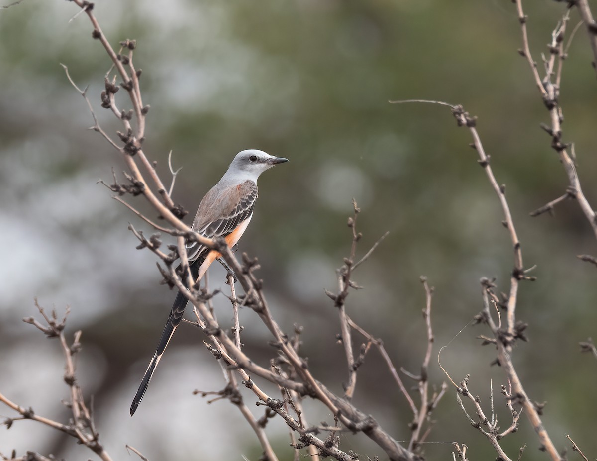 Scissor-tailed Flycatcher - ML609543947