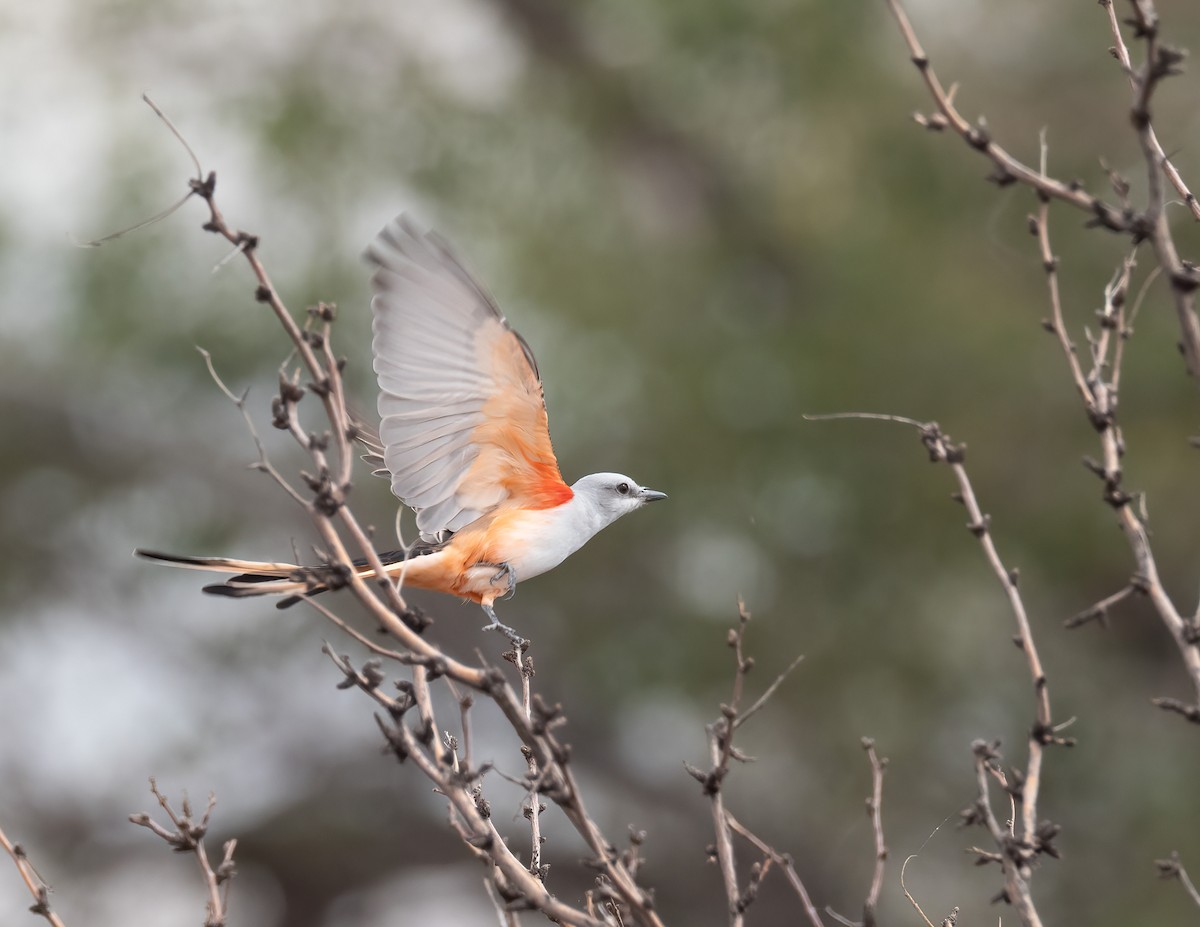 Scissor-tailed Flycatcher - ML609543948